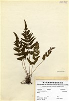 藏品(異葉陵齒蕨)的圖片